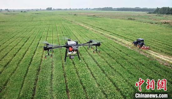 今年7月石磊团队的无人机在进行棉田病虫害防护。　受访者供图