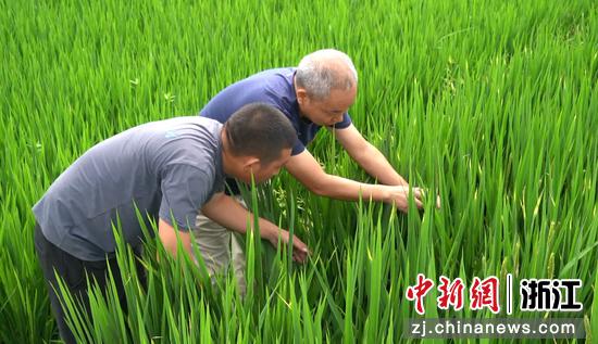 农户和专家查看水稻情况。桐庐宣传部 供图