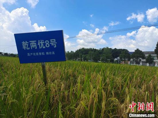 湘丰村新型农民采用新技术种植的水稻。　唐小晴 摄