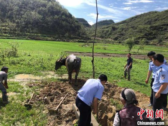 村民王某家牛不慎掉进水坑，无法爬上来，请求民警帮助救援。　落别乡派出所供图