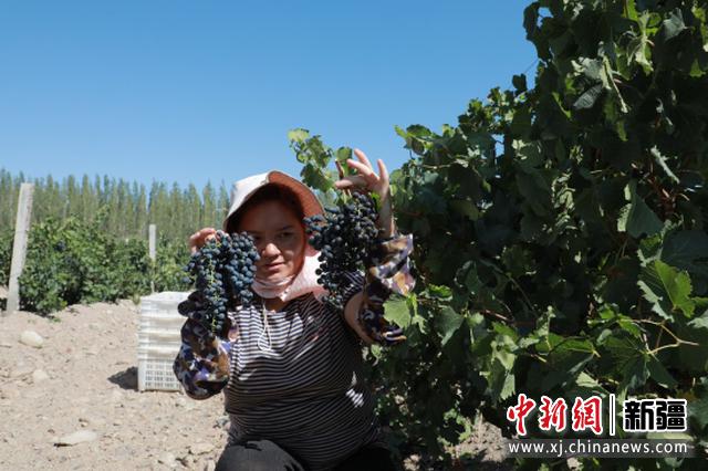 图为焉耆县酿酒葡萄喜获丰收，采摘人员正在进行采摘。