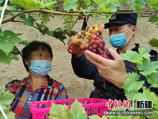 8月12日，吕程亮帮辖区职工收葡萄。