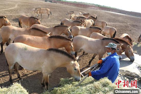 新疆野马繁殖研究中心为野马储备“多味营养压缩饼干”