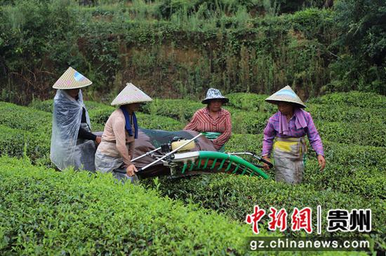 茶农们正在对秋茶进行采摘陈亮 摄