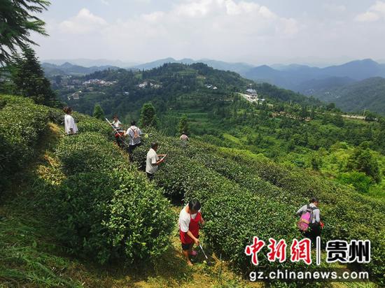 在”苔茶发源地“的五德镇新华村，茶农正在对茶园秋管。杨叶 摄