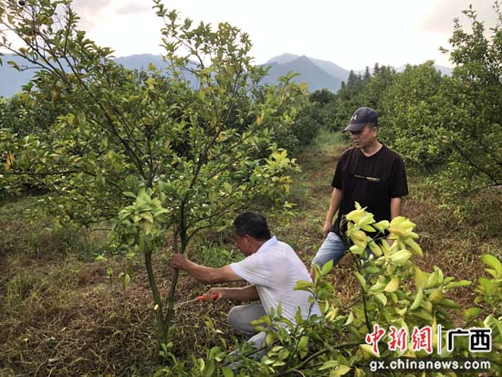 桂林临桂区两江镇农技专家灭虱送技术 严控果树黄龙病