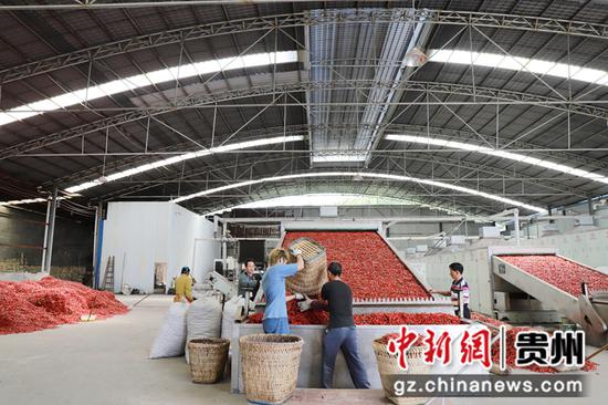 在贵州省黔西市林泉镇海子村辣椒烘烤厂房里，工人们正忙碌着加工新鲜辣椒。