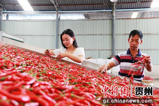 2021年 8月29日，在贵州省黔西市林泉镇海子村辣椒烘烤厂房里，工人们正忙碌着加工新鲜辣椒。
