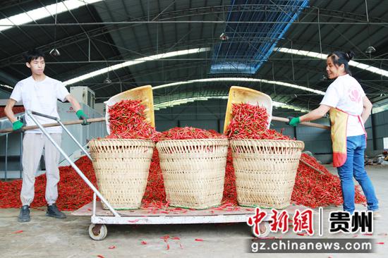 2021年 8月29日， 在贵州省黔西市林泉镇海子村辣椒烘烤厂房里， 工人们正忙碌着加工新鲜辣椒 。