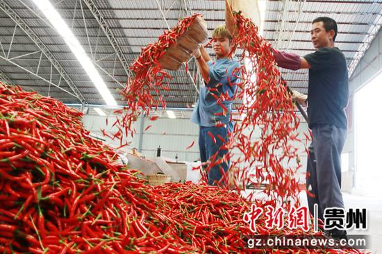 2021年8月29日， 在贵州省黔西市林泉镇海子村辣椒烘烤厂房里，工人们正忙碌着加工新鲜辣椒。