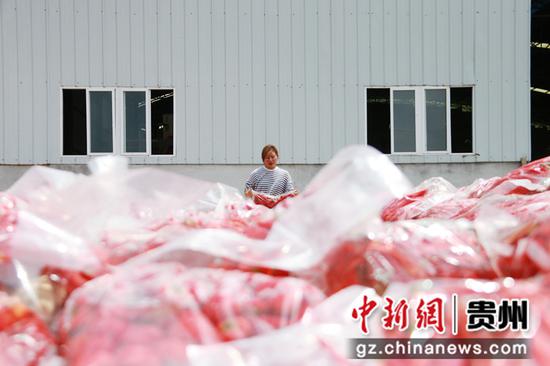 在贵州省黔西市林泉镇海子村辣椒厂里， 工人们正忙碌着加工新鲜辣椒 。