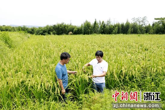 种粮大户和农技人员查看旱稻长势。陈剑红 摄
