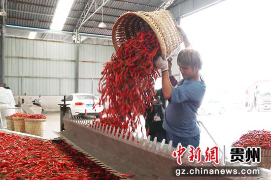 2021年 8月29日，在贵州省黔西市林泉镇海子村辣椒烘烤厂房里，工人们正忙碌着加工新鲜辣椒 。