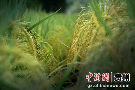 罗甸县油海村700亩水稻换“金装”