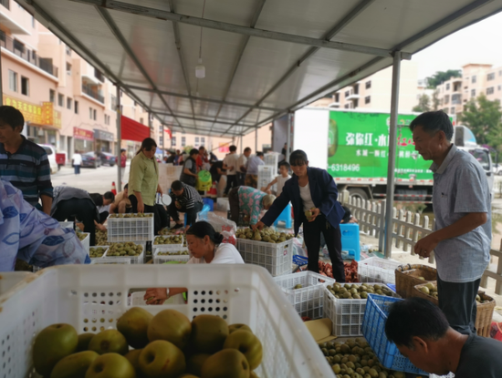 水城红心猕猴桃鲜果采收现场