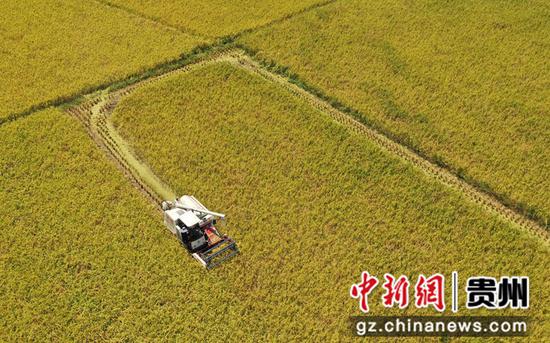 2021年8月30日，在貴州省銅仁市碧江區瓦屋侗族鄉司前村水稻基地，農民駕駛收割機收割稻谷。