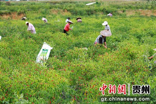 村民在貴州省福泉市龍昌鎮龍昌村辣椒種植基地里采摘辣椒。