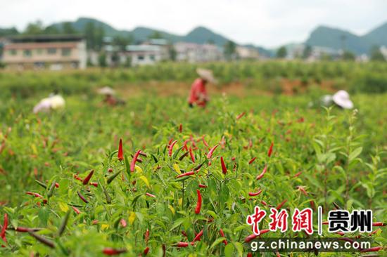 村民在貴州省福泉市龍昌鎮龍昌村辣椒種植基地里采摘辣椒。