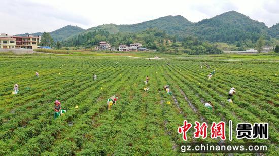 村民在貴州省福泉市龍昌鎮龍昌村辣椒種植基地里采摘辣椒。