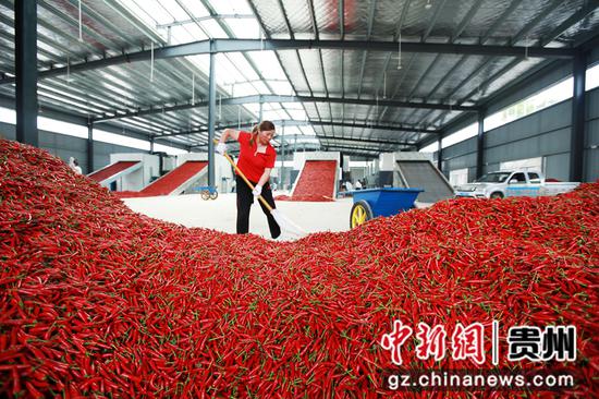 8月23日，村民在貴州省福泉市龍昌鎮辣椒加工廠烘焙辣椒。