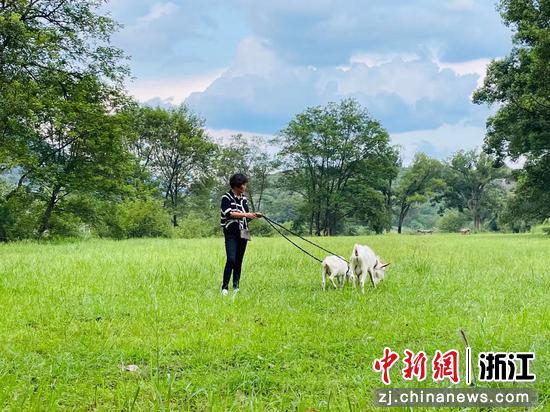丽新畲族乡畎岸村村民陈淑芬在放羊。苏婷 摄