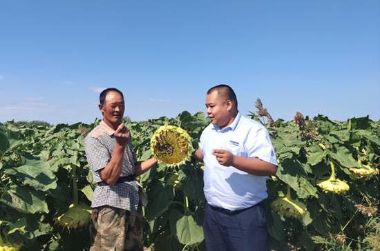 9月2日，福海县农信社客户经理(右)与农户查看葵花长势。马博文 摄