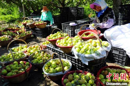 9月5日，新疆库尔勒市英下路旁的一梨园里梨农正在采摘香梨。　杨厚伟　摄