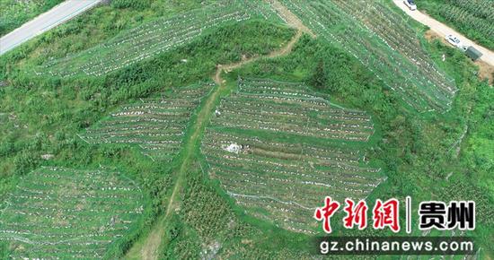 图为兴义农商行支持的白碗窑葡萄基地。