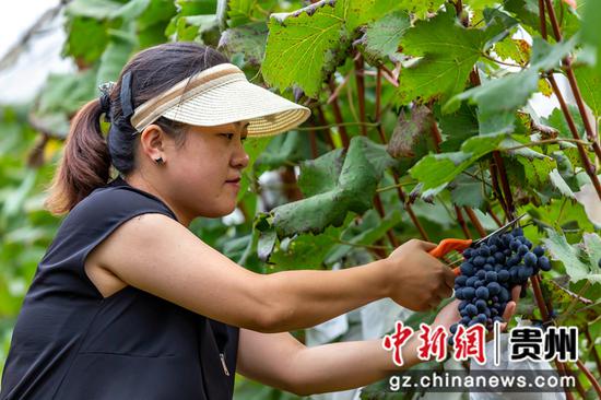 9月7日，村民在贵州省黔西市杜鹃街道牌庄社区采摘葡萄。