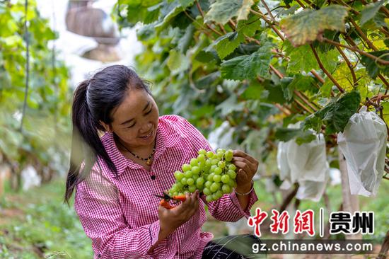 9月7日，村民在贵州省黔西市杜鹃街道牌庄社区采摘葡萄。