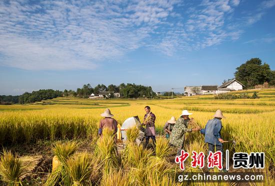 2021年9月8日，贵州省黔西市锦星镇洪湖村，村民收割成熟的稻谷。