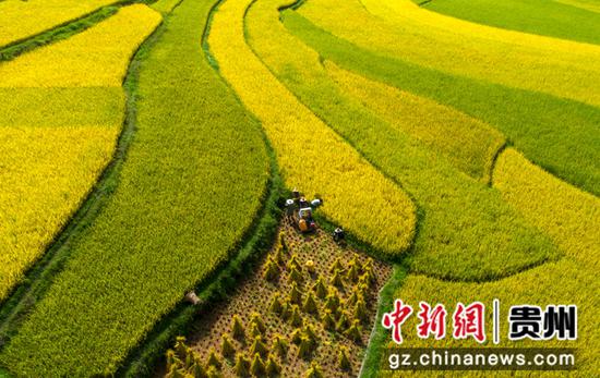 2021年9月8日，贵州省黔西市锦星镇洪湖村，村民收割成熟的稻谷。