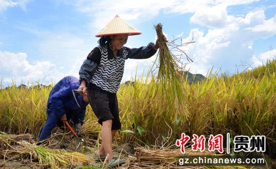 惠水20万亩优质稻开镰收割