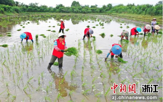 志愿服务队正在帮助低收入农户插秧苗 吴迪元 摄
