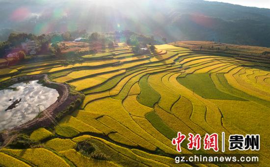 2021年9月8日拍摄的贵州省黔西市锦星镇洪湖村成熟的稻谷。