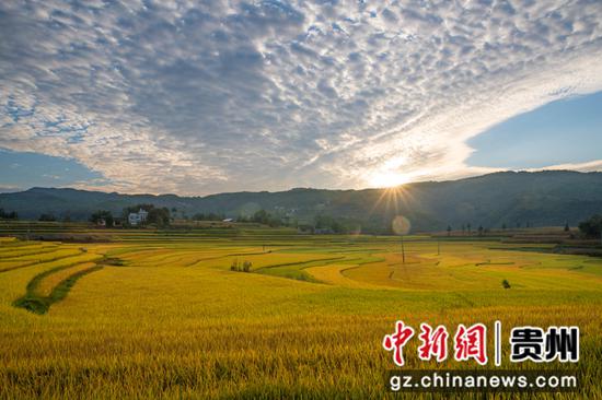 2021年9月8日拍摄的贵州省黔西市锦星镇洪湖村成熟的稻谷。