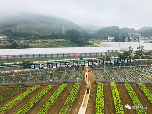 2021年贵州省蔬菜种子种苗现场观摩会走进贵阳市乌当区