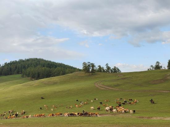 图为牧民赶着的牛羊群从夏牧场离开去往秋牧场。金果 摄