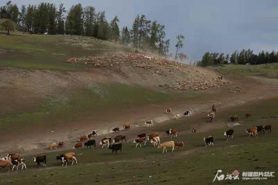 50万头（只）牲畜大转场 旅游+为哈巴河县传统畜牧业发展助力