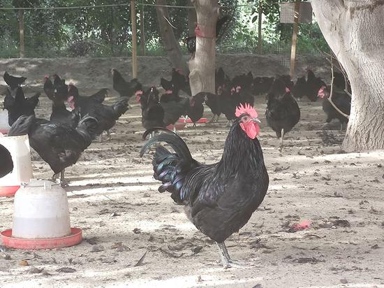 林下养殖的尼雅黑鸡。