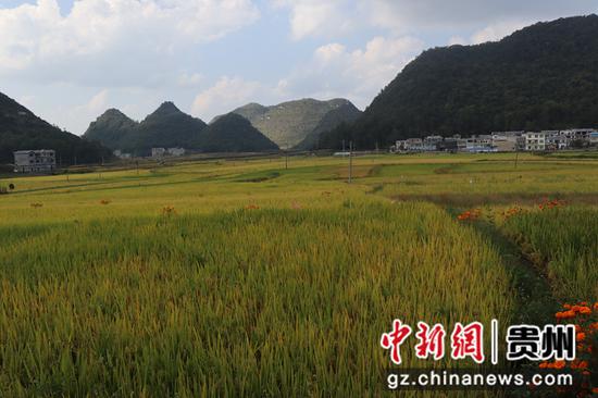 图为海庄村的稻田。