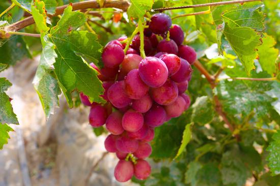 新疆且末百亩新郁葡萄种植推广基地进入采摘期