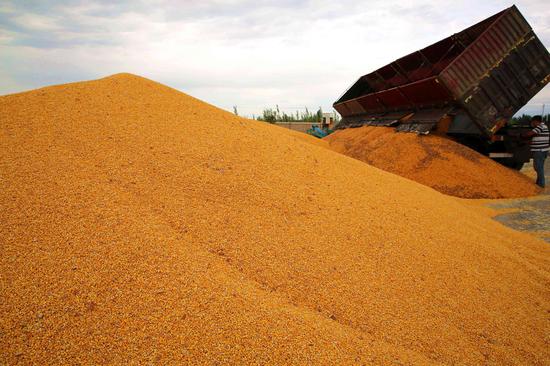 察布查尔县77万亩玉米喜获丰收-中新网-新疆新闻