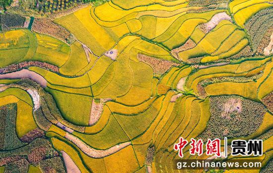 2021年9月13日拍摄的贵州省黔西市雨朵镇雨朵社区稻田。