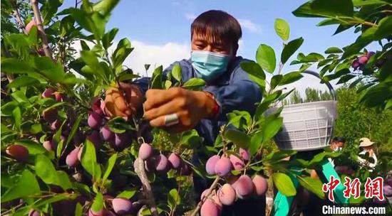 和硕县种植合作社和果农忙于采摘、销售西梅，一年一度的“梅”好生活由此展开。　王荣曌玺　摄
