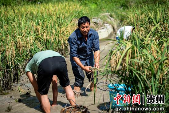 2021年9月16日，在贵州省从江县往洞镇增冲村，村民在稻田里抓鲤鱼。