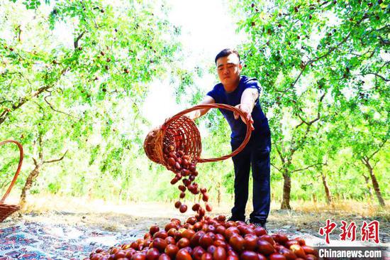 “访惠聚”工作队队员和村干部们帮赛提尼牙孜·哈力克采摘红枣。　李靖海 摄