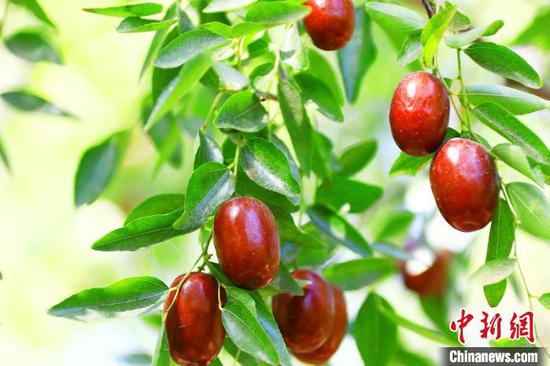 托克逊县的当季水果要比疆内其他地方都要早尽1个月成熟，每年8月下旬这里的红枣就已经成熟。　李靖海　摄