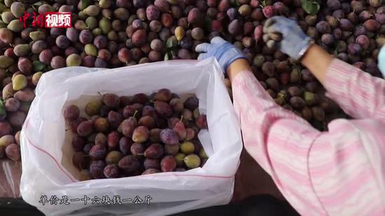 新疆西梅喜迎采收 多路銷售助果農“梅”好生活