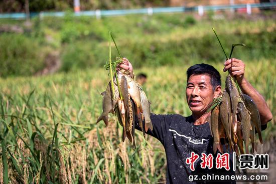 2021年9月16日，在贵州省从江县往洞镇增冲村，村民在稻田里展示丰收的鲤鱼。